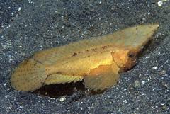 Ablabys macracanthus