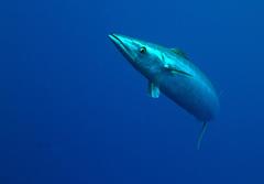 Acanthocybium solandri