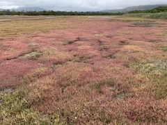 Salicornia meyeriana
