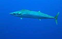 Acanthocybium solandri