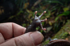 Chong'an Moustache Toad photo 4
