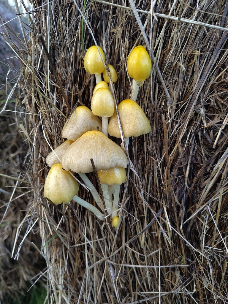 Bolbitius titubans · November 2025 · photo: © stonescottages (iNaturalist, cc-by)