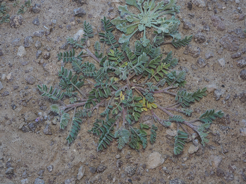 Gravel milkvetch (Astragalus sabulonum)