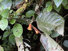 Solenophora calycosa