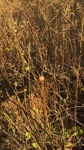Unknown species found near Liberty Loop Trail, Sussex, NJ, US