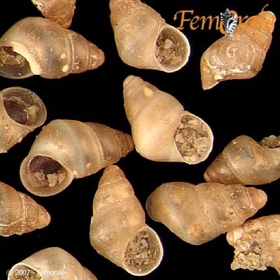 Barleeia californica