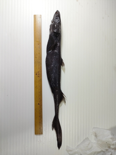 Blackbelly lantern shark (Etmopterus lucifer) — Etmopteridae