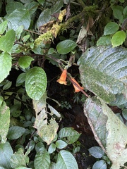 Solenophora calycosa