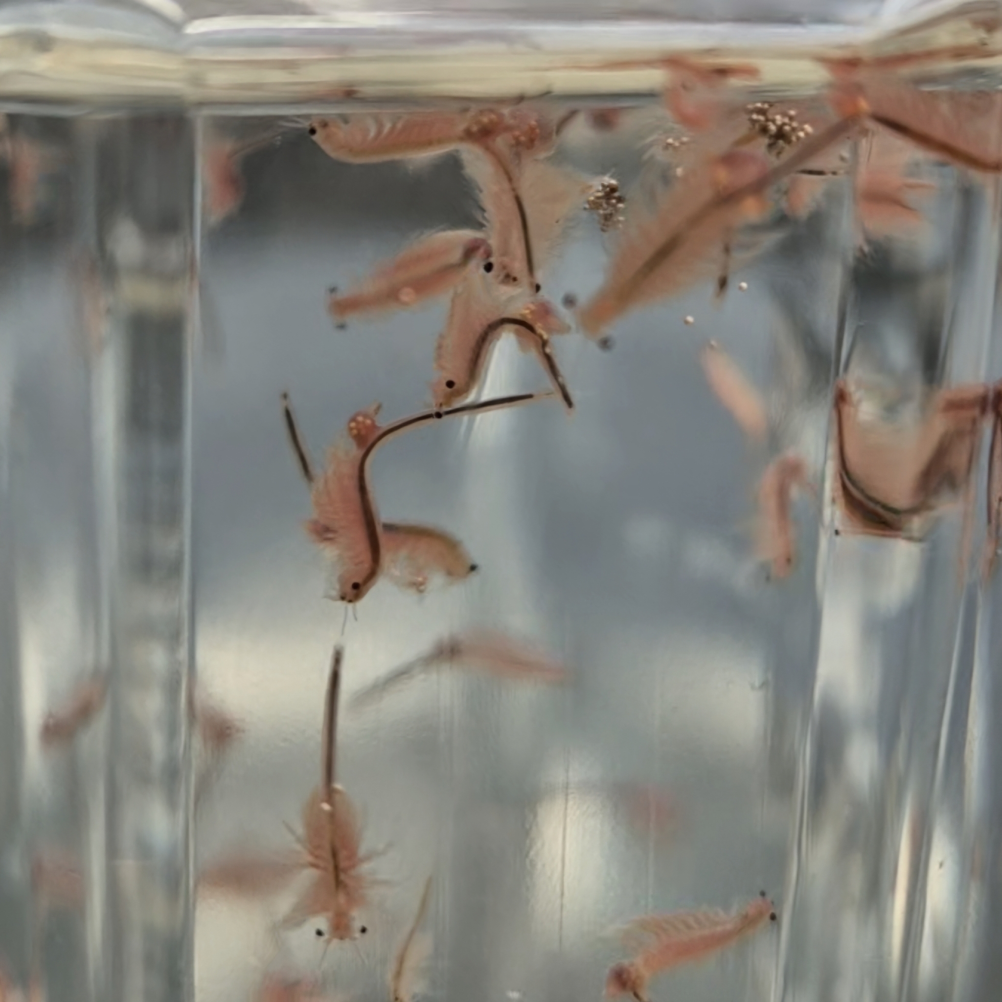 Artemia salina (Linnaeus, 1758)