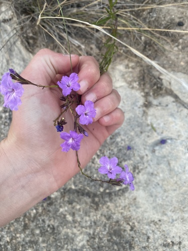 Bouchea linifolia, photograph 5