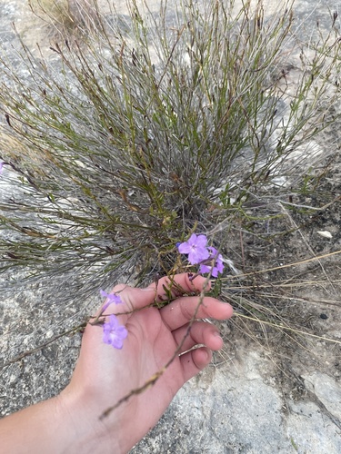 Bouchea linifolia, photograph 6