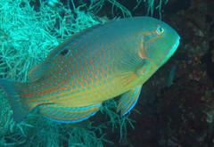 Choerodon schoenleinii