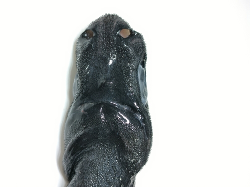 Kortstaart-lantaarnhaai (Etmopterus brachyurus) — Etmopteridae — 4