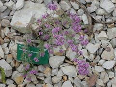 Verticordia plumosa