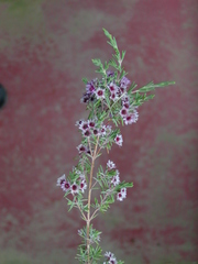 Verticordia plumosa