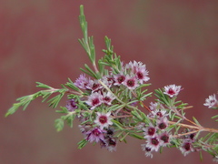 Verticordia plumosa