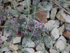 Verticordia plumosa