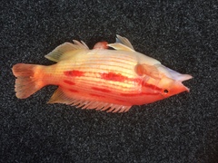 Bodianus unimaculatus