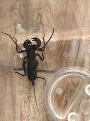 Thelyphonidae