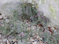 Verticordia plumosa