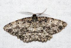 Thallogama nigraria