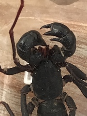Thelyphonidae