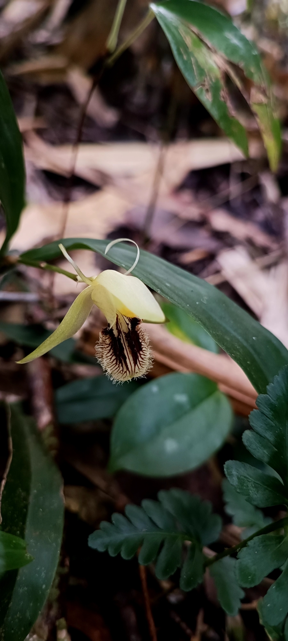 Coelogyne fimbriata (Coelogyne fimbriata)