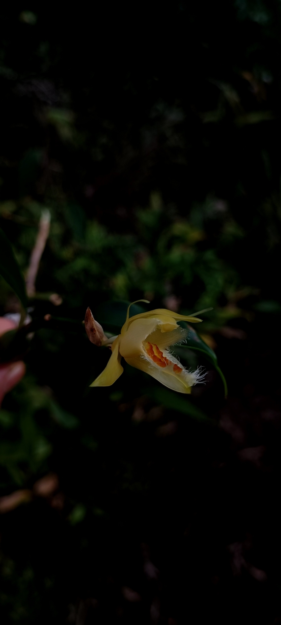 Coelogyne fimbriata — ảnh 2
