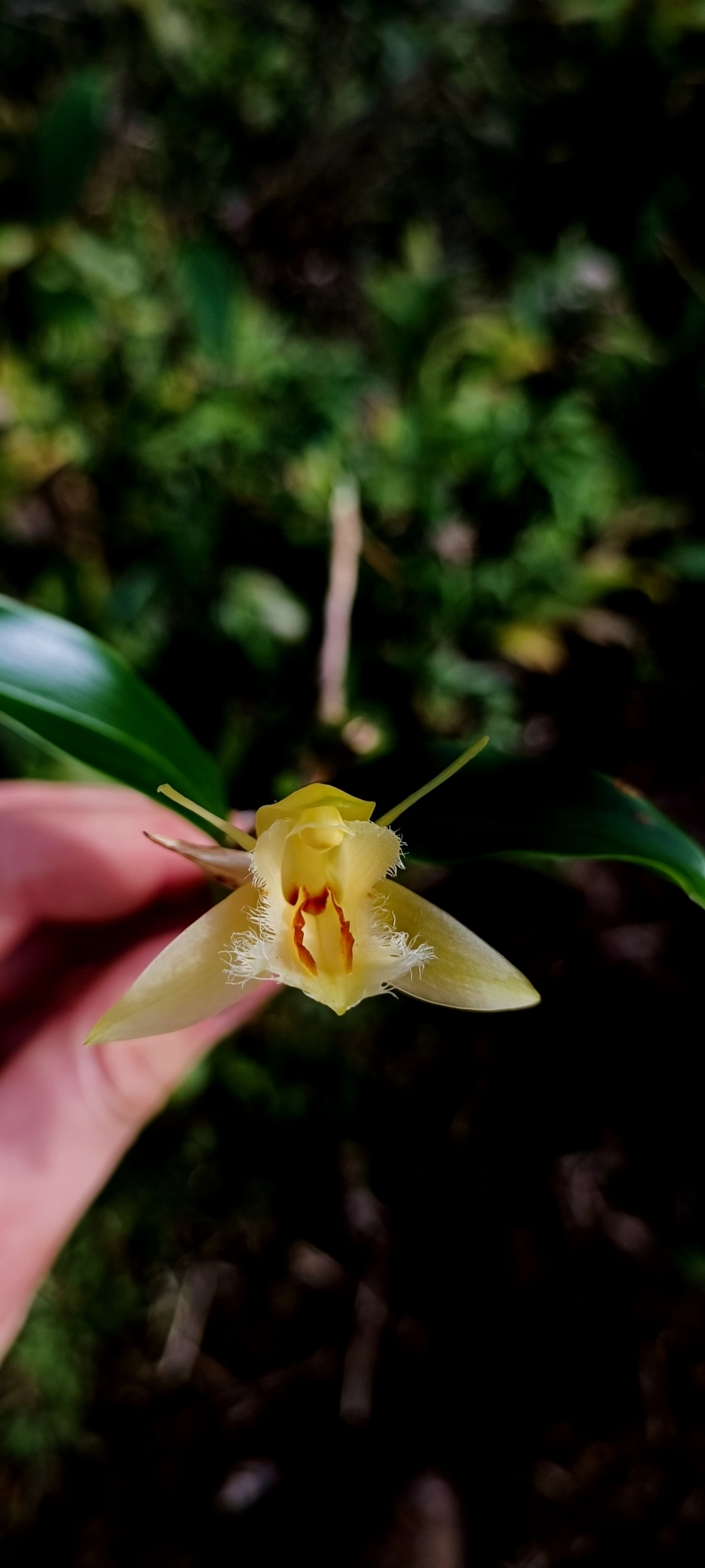 Coelogyne fimbriata — ảnh 3