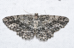 Thallogama nigraria