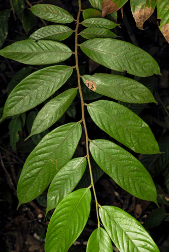 Neobalanocarpus heimii observed 2025-11-01