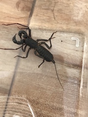 Thelyphonidae