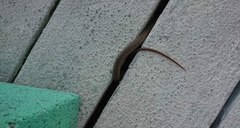 Cubophis vudii