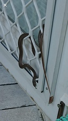 Cubophis vudii