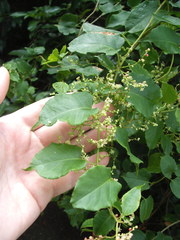 Muehlenbeckia australis