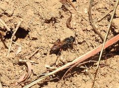 Liris subtessellatus