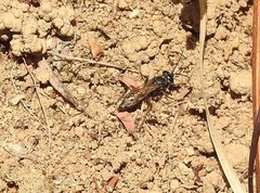 Liris subtessellatus