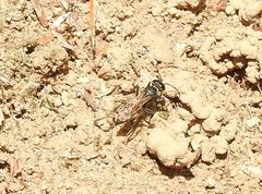 Liris subtessellatus