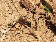 Liris subtessellatus