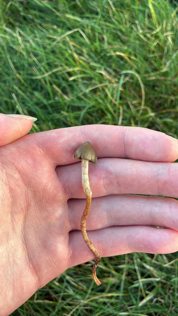 Psilocybe semilanceata