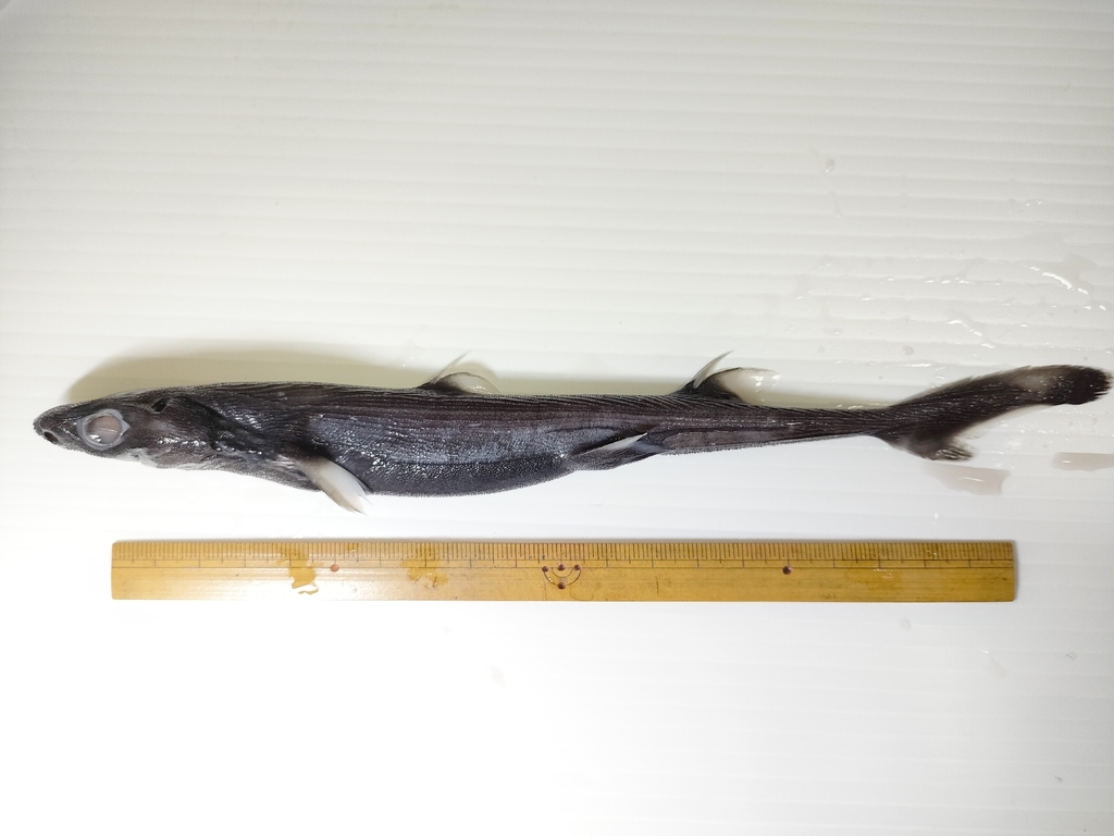 Kortstaart-lantaarnhaai (Etmopterus brachyurus) — Etmopteridae