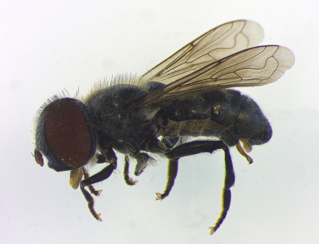 Merodon minutus