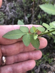 Bidens pilosa pilosa