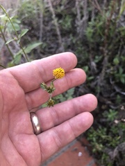 Bidens pilosa pilosa