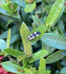 Oncopeltus cingulifer