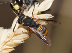 Masarinae
