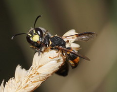 Masarinae
