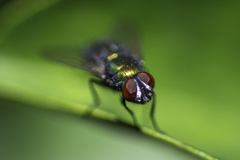 Diptera