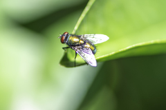 Diptera