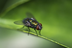 Diptera